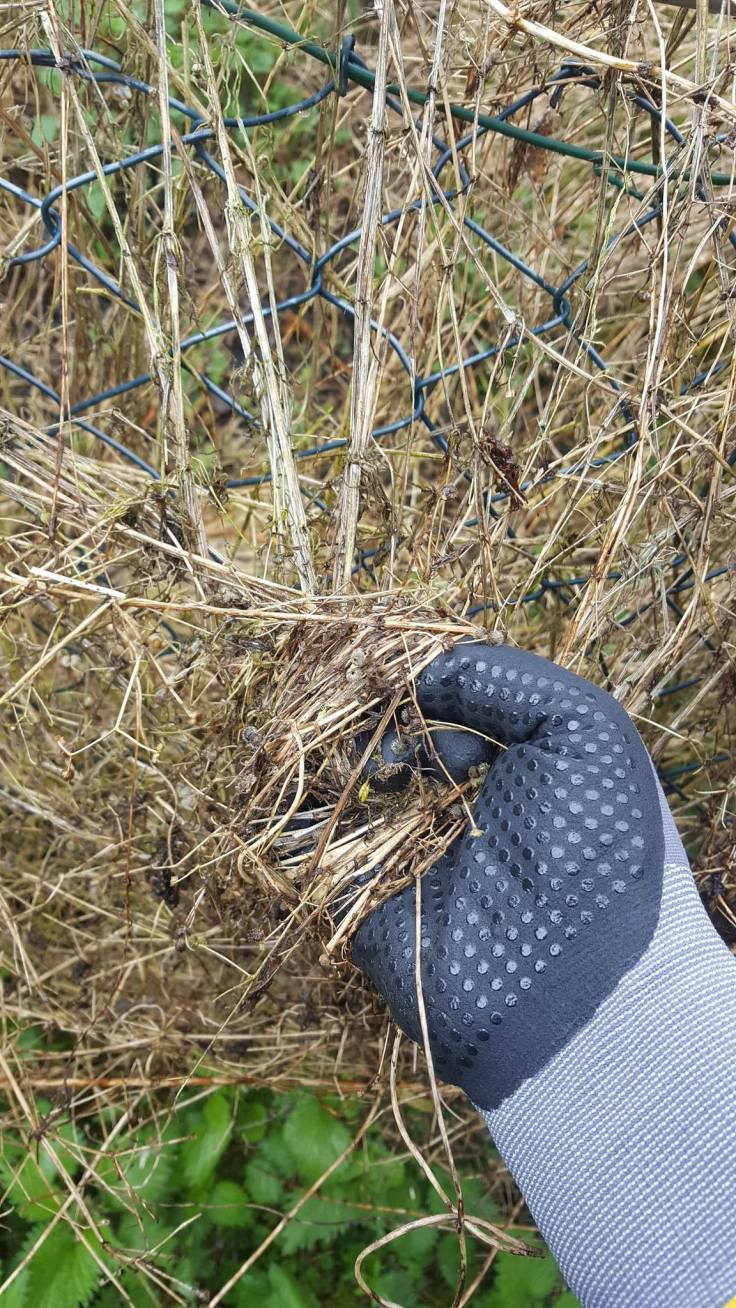 18013001_1488319727886290_1283696465_o